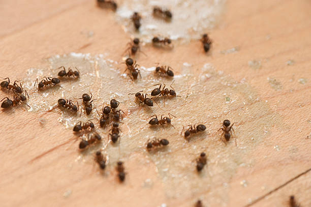 Best Pest Removal Services  in Victoria, VA