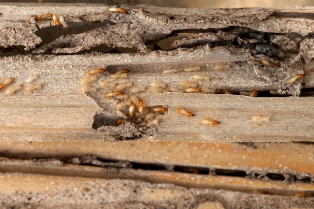 Best Best Pest Control Companies  in Victoria, VA
